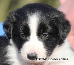 Tricolour Female, smooth to medium  coat, border collie puppy